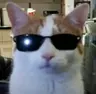 Profile picture of kamachameleon