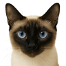 Profile picture of xiucat