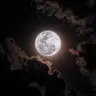 Profile picture of M. Anamaria | moonwriter